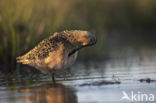Long-billed Dowitcher (Limnodromus scolopaceus)