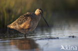 Long-billed Dowitcher (Limnodromus scolopaceus)