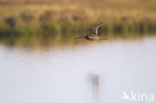 Long-billed Dowitcher (Limnodromus scolopaceus)