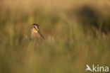 Long-billed Dowitcher (Limnodromus scolopaceus)