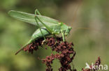 Great Green Bush-cricket (Tettigonia viridissima)