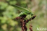 Grote groene sabelsprinkhaan (Tettigonia viridissima)