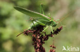 Grote groene sabelsprinkhaan (Tettigonia viridissima)