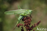 Great Green Bush-cricket (Tettigonia viridissima)