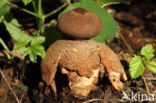 Grote vierslippige aardster (Geastrum fornicatum)