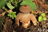 Geastrum fornicatum