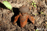 Geastrum fornicatum