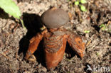 Grote vierslippige aardster (Geastrum fornicatum)