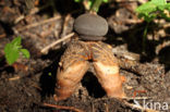 Geastrum fornicatum