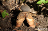 Geastrum fornicatum