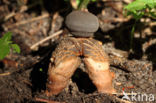 Grote vierslippige aardster (Geastrum fornicatum)