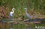 Grote Zilverreiger (Ardea alba)