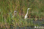 Grote Zilverreiger (Ardea alba)