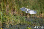 Great Heron (Ardea alba)