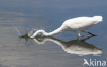 Great White Egret