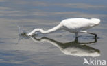 Great White Egret