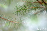 Grove den (Pinus sylvestris)
