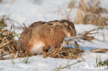 Brown Hare (Lepus europaeus)