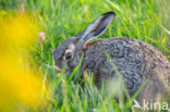 Haas (Lepus europaeus)