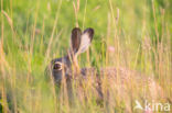 Haas (Lepus europaeus)