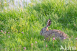 Haas (Lepus europaeus)