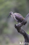 Hadada ibis (Hagedashia hagedash)