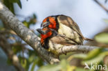 Black-collared Barbet (Lybius torquatus)