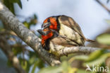 Halsbandbaardvogel (Lybius torquatus)