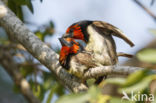 Halsbandbaardvogel (Lybius torquatus)