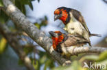 Halsbandbaardvogel (Lybius torquatus)