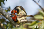 Halsbandbaardvogel (Lybius torquatus)