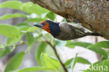 Halsbandbaardvogel (Lybius torquatus)