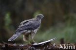 Havik (Accipiter gentilis)