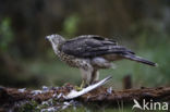 Havik (Accipiter gentilis)