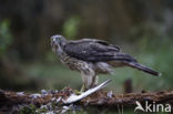 Havik (Accipiter gentilis)