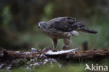 Havik (Accipiter gentilis)