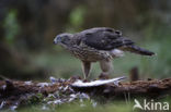 Goshawk (Accipiter gentilis)