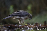 Goshawk (Accipiter gentilis)