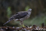 Havik (Accipiter gentilis)