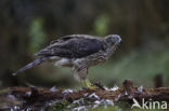 Havik (Accipiter gentilis)
