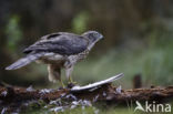 Goshawk (Accipiter gentilis)