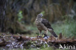 Goshawk (Accipiter gentilis)