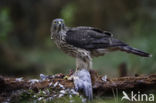 Goshawk (Accipiter gentilis)