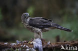 Goshawk (Accipiter gentilis)