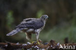 Havik (Accipiter gentilis)