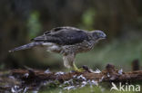 Goshawk (Accipiter gentilis)