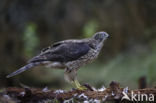 Havik (Accipiter gentilis)