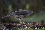 Havik (Accipiter gentilis)