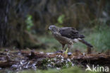 Goshawk (Accipiter gentilis)