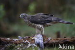 Goshawk (Accipiter gentilis)